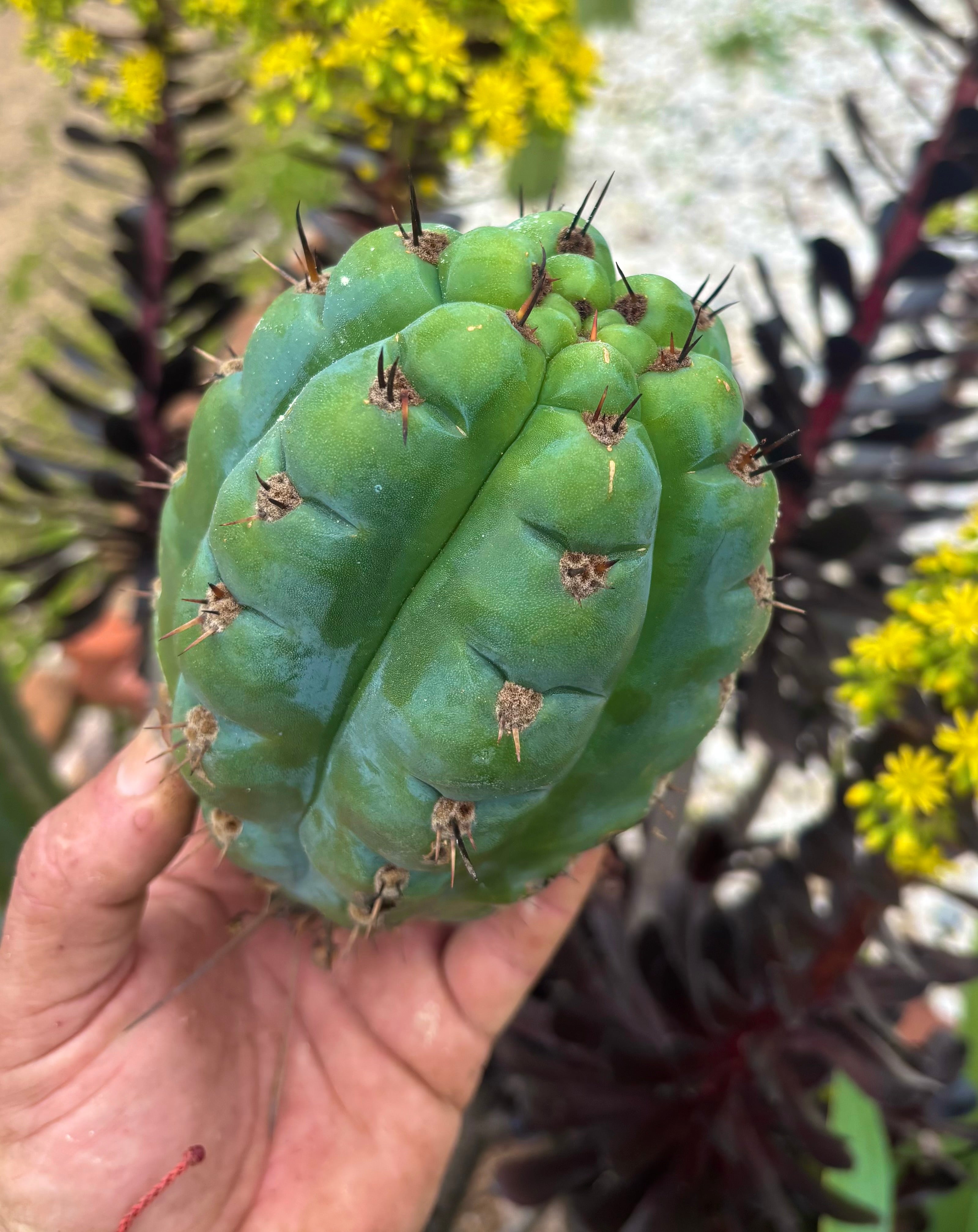 💎👑💎 Papa Smurf — Fat 8” Pup