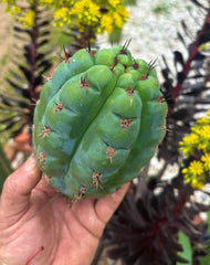 💎👑💎 Papa Smurf — Fat 8” Pup