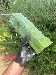 👑🌶️ Custom Listing for Scott C