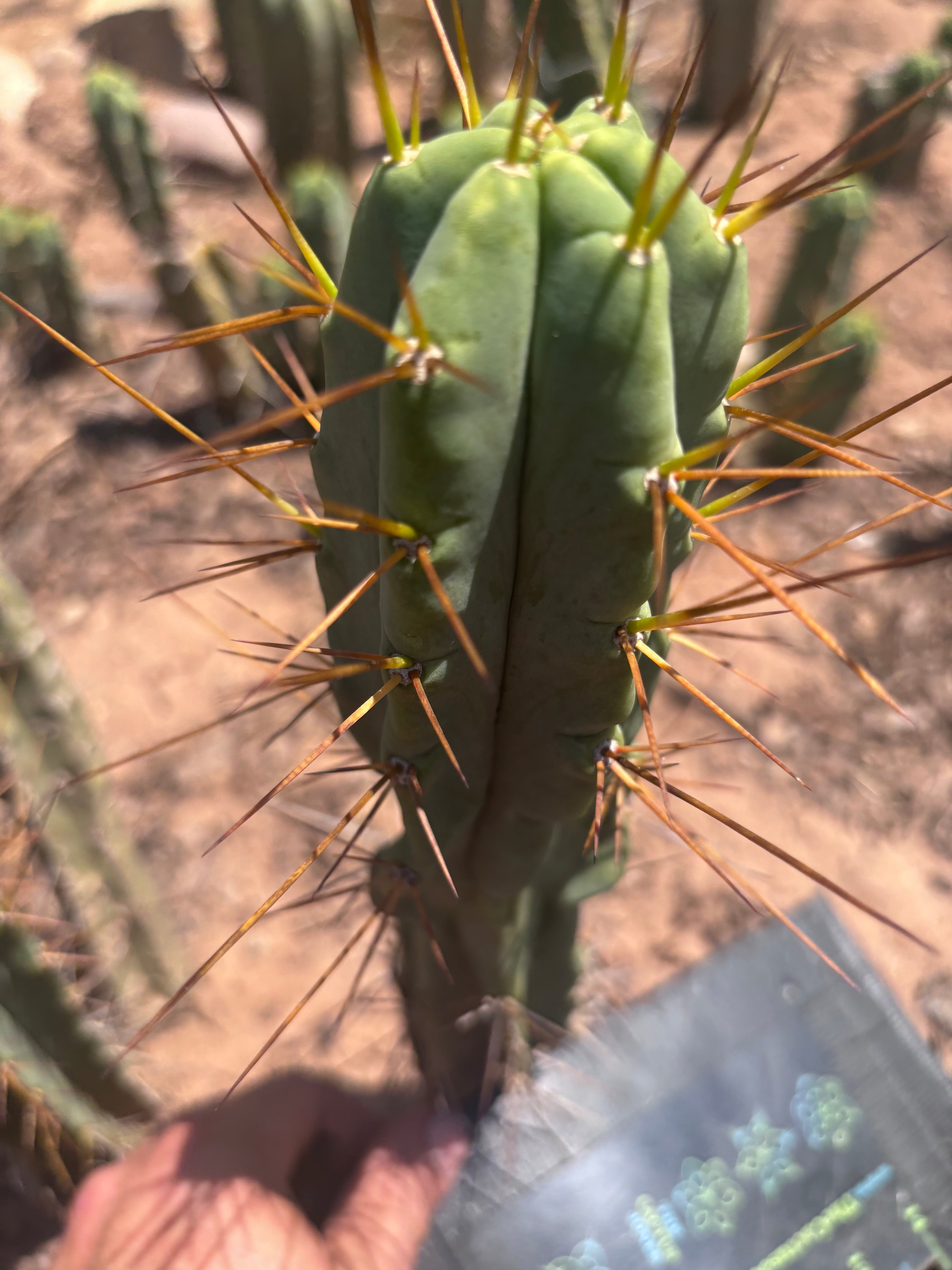 👑🌶️🌶️ Dulzura — 10” Tips (Restocked)