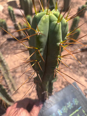 👑🌶️🌶️ Dulzura — 10” Tips (Restocked)