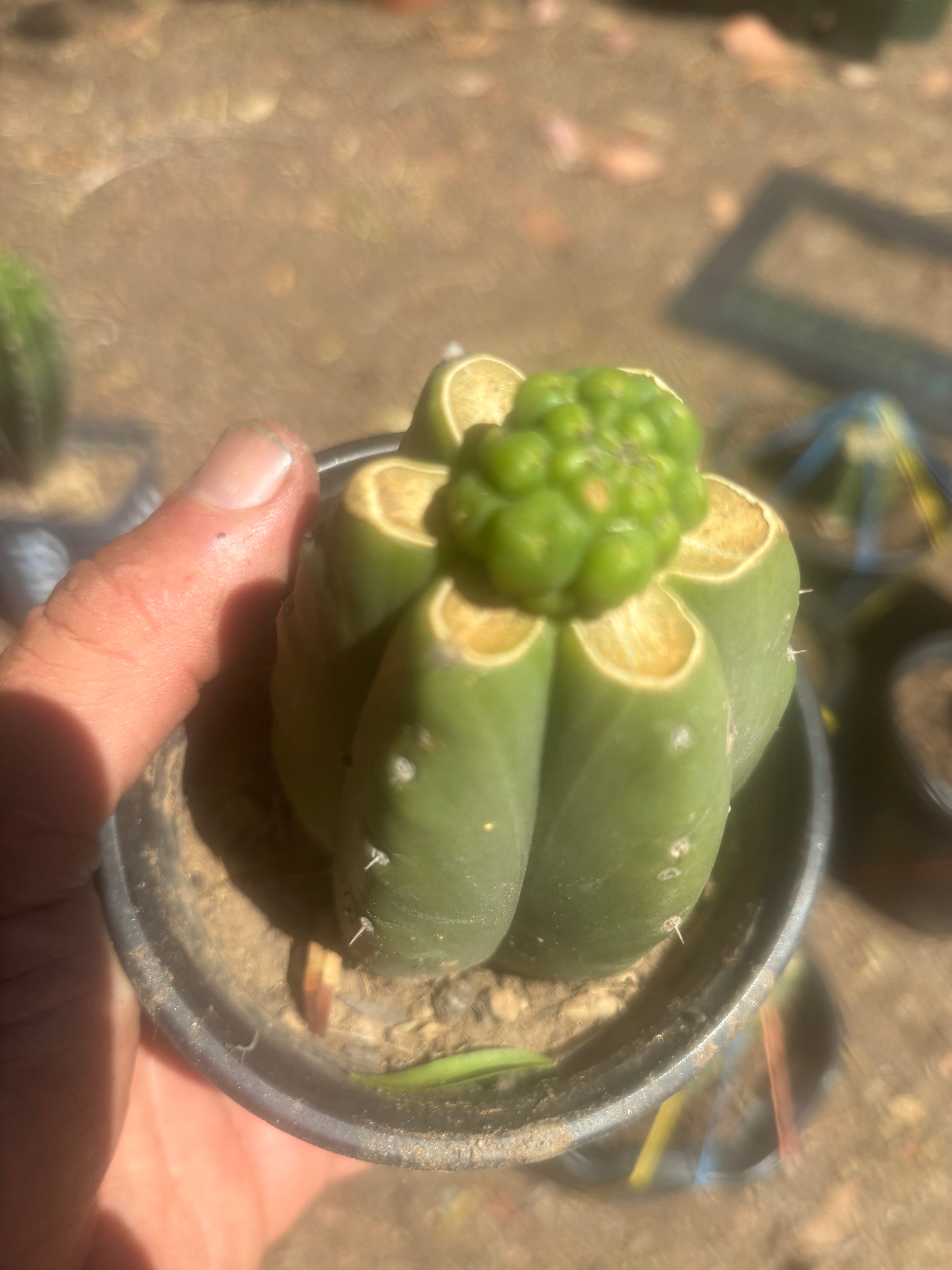💎👑💎 Havran — Pup Graft on Rooted Pierre