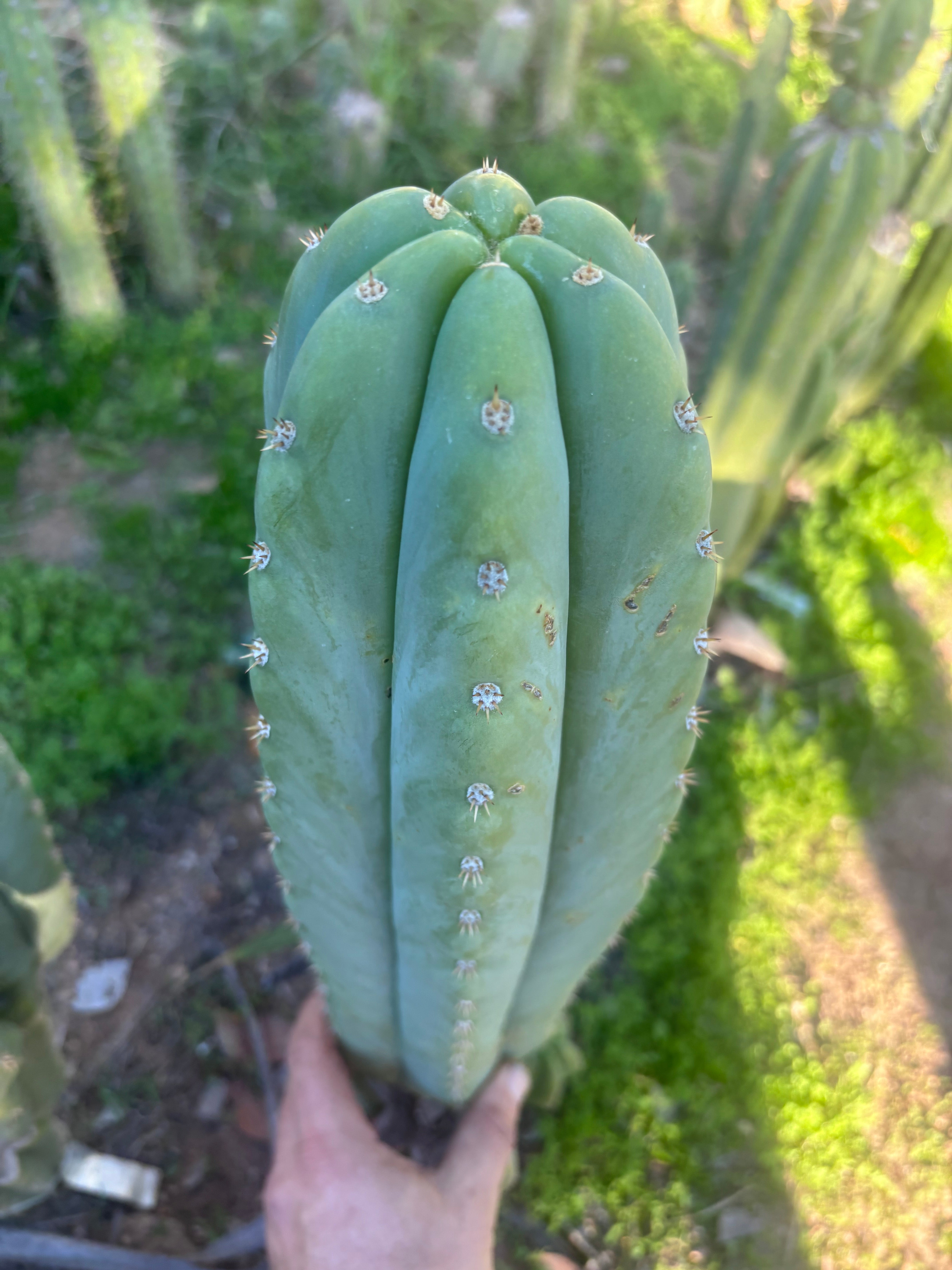 💎 Heynes x Sharxx  — Massive 16” Pup