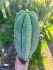 💎 Heynes x Sharxx  — Massive 16” Pup