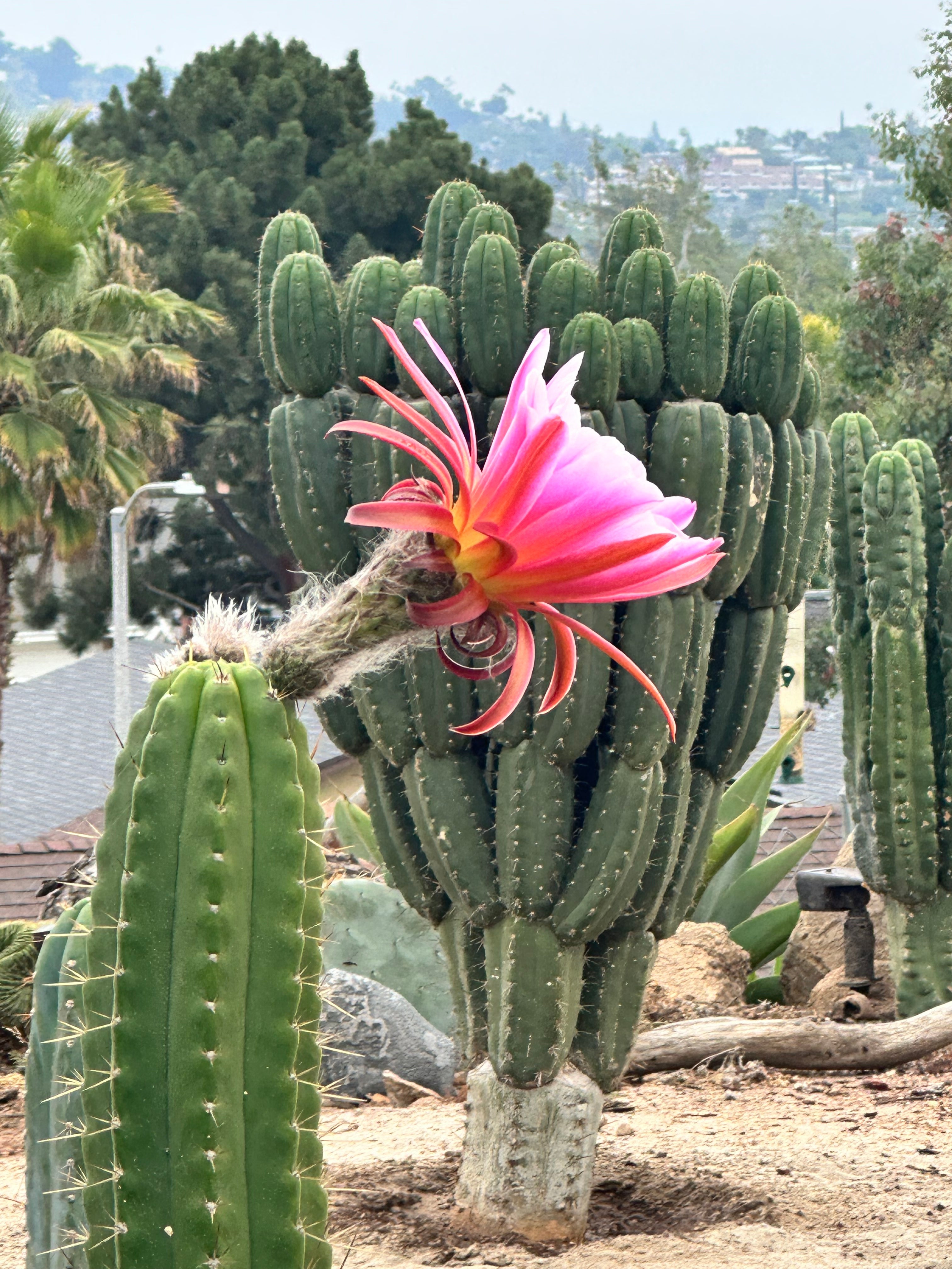 👑 Jones Pink 🌸 — FAT Tip