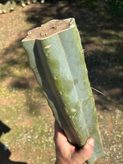 👑🌶️ Chucky — Massive 14” Mids