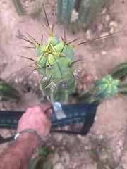 👑💎🌶️  CSD — Large Tip Graft