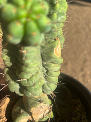💎👑💎 Havran — Established Multi-Pup Graft on PC