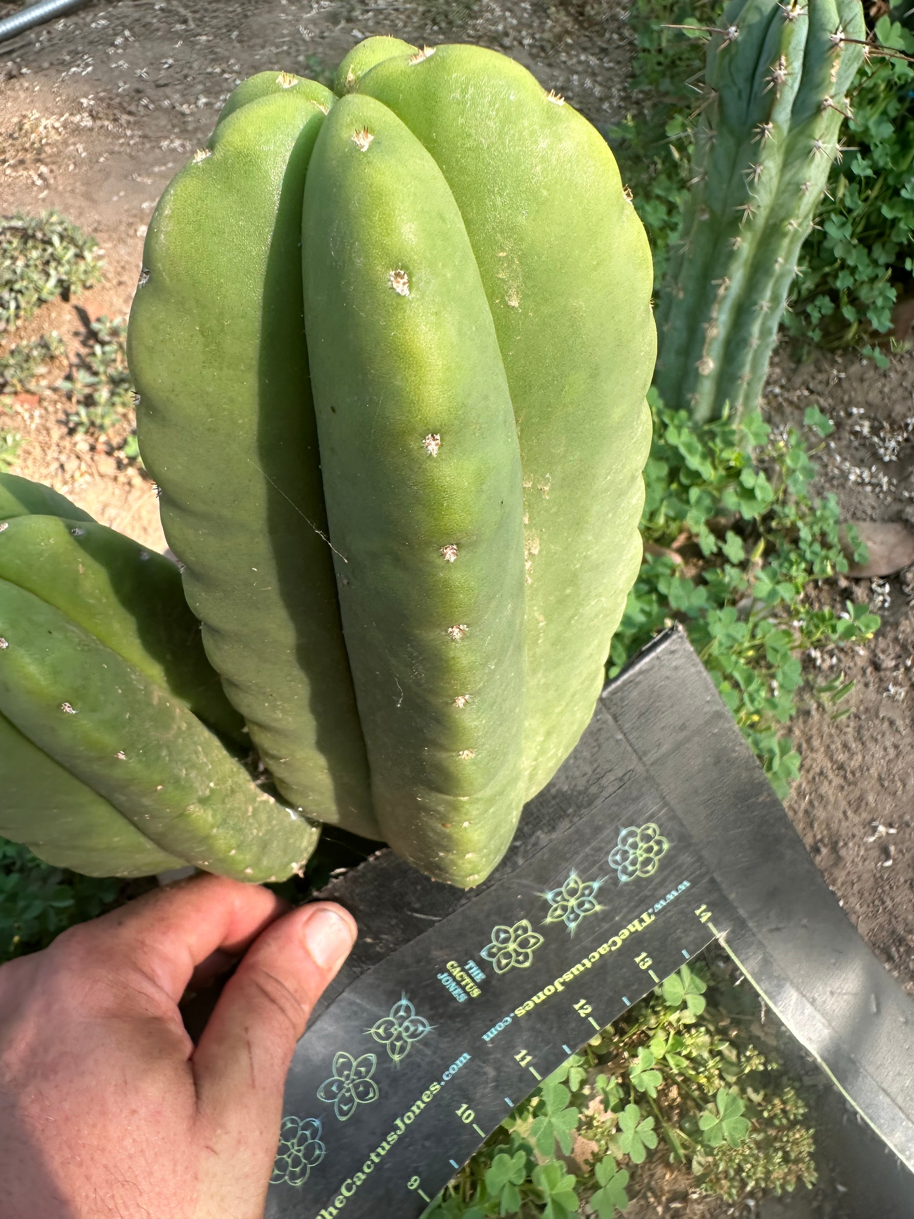 👑  Aussie Scop — Chubby 8” Pup