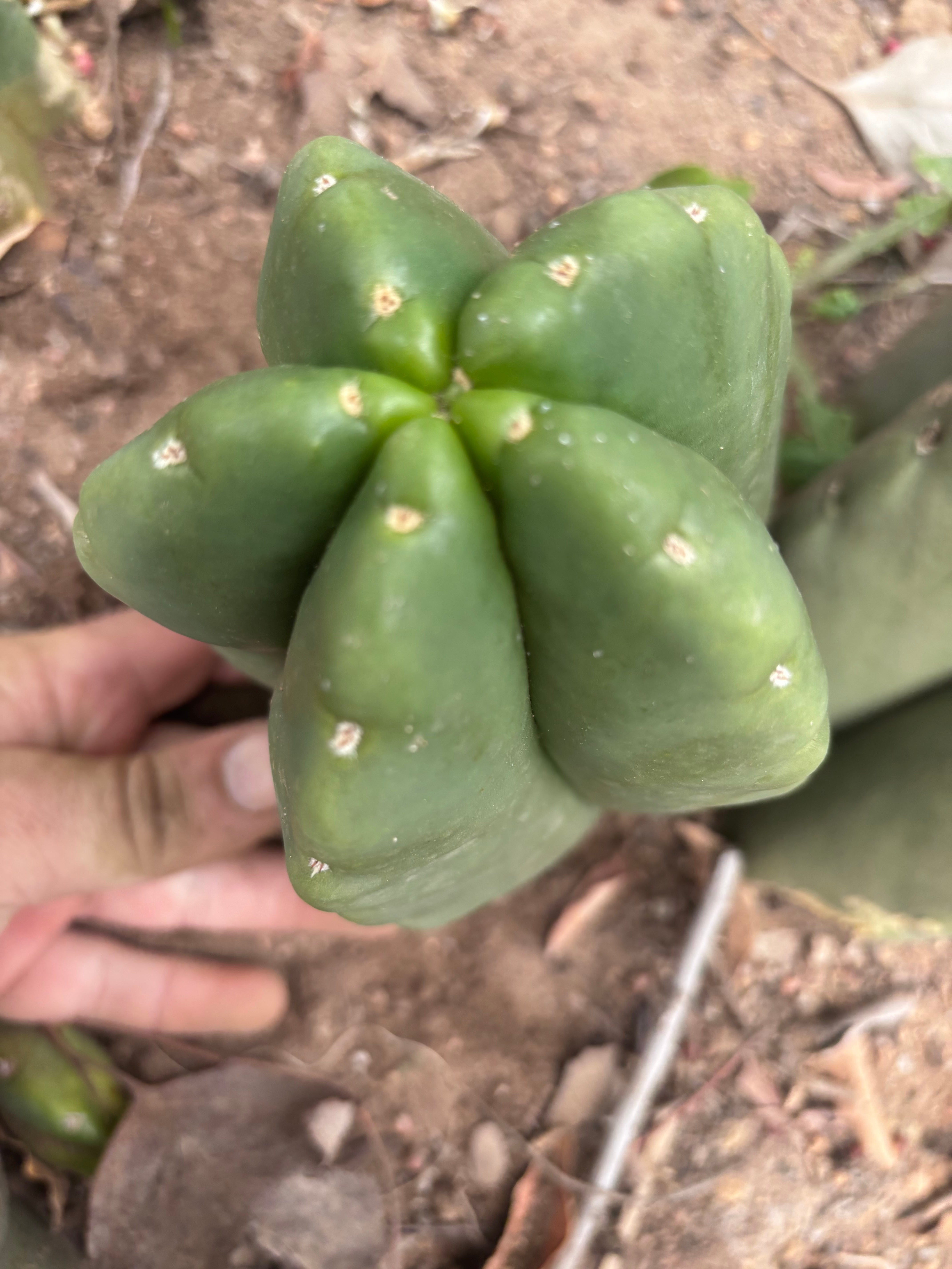 💎👑💎🌶️ Ferah — XL Pup