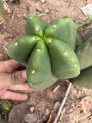 💎👑💎🌶️ Ferah — XL Pup