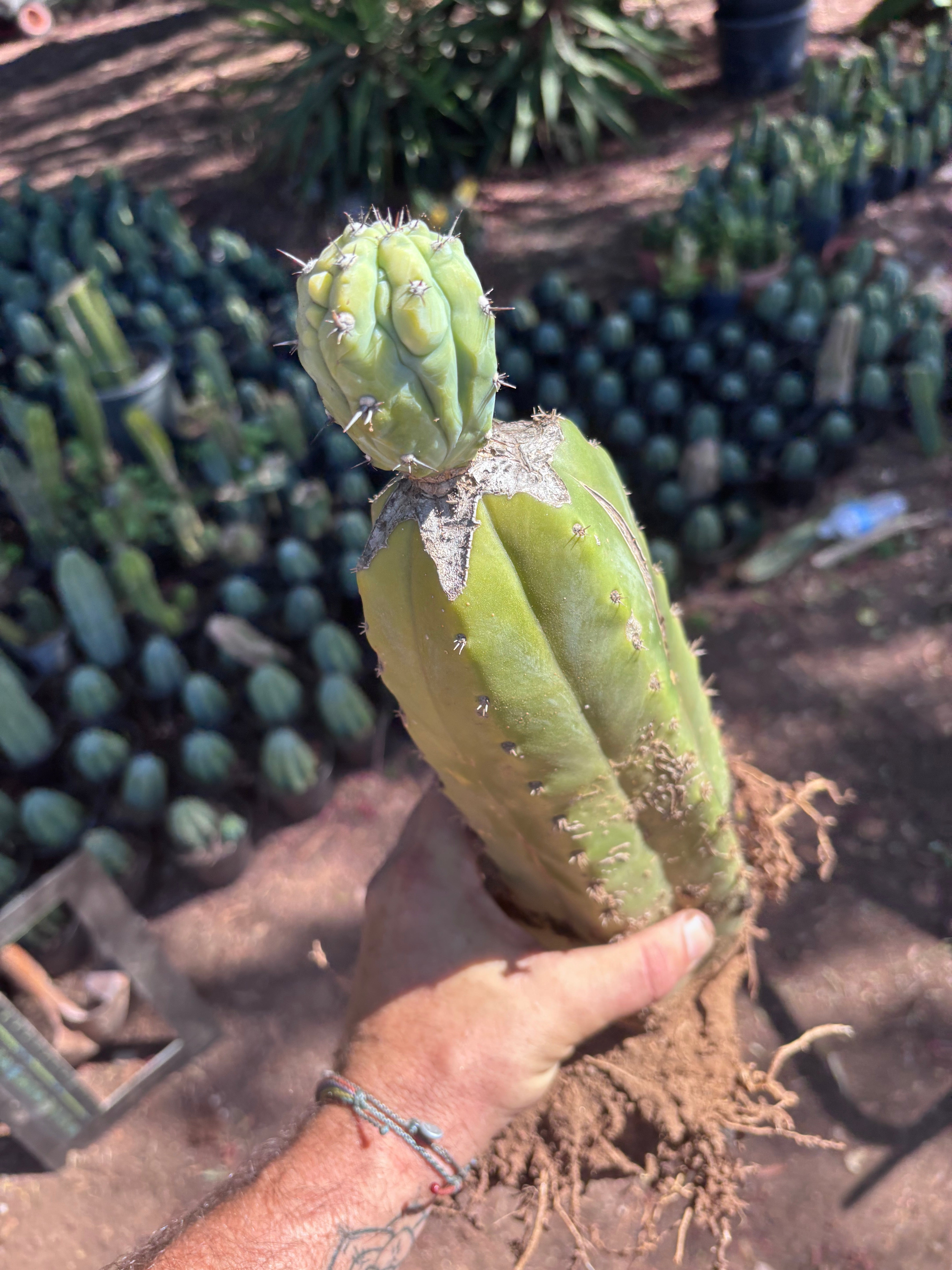 👑💎 Grecas — Established Tip Graft on Beefy Rooted PC