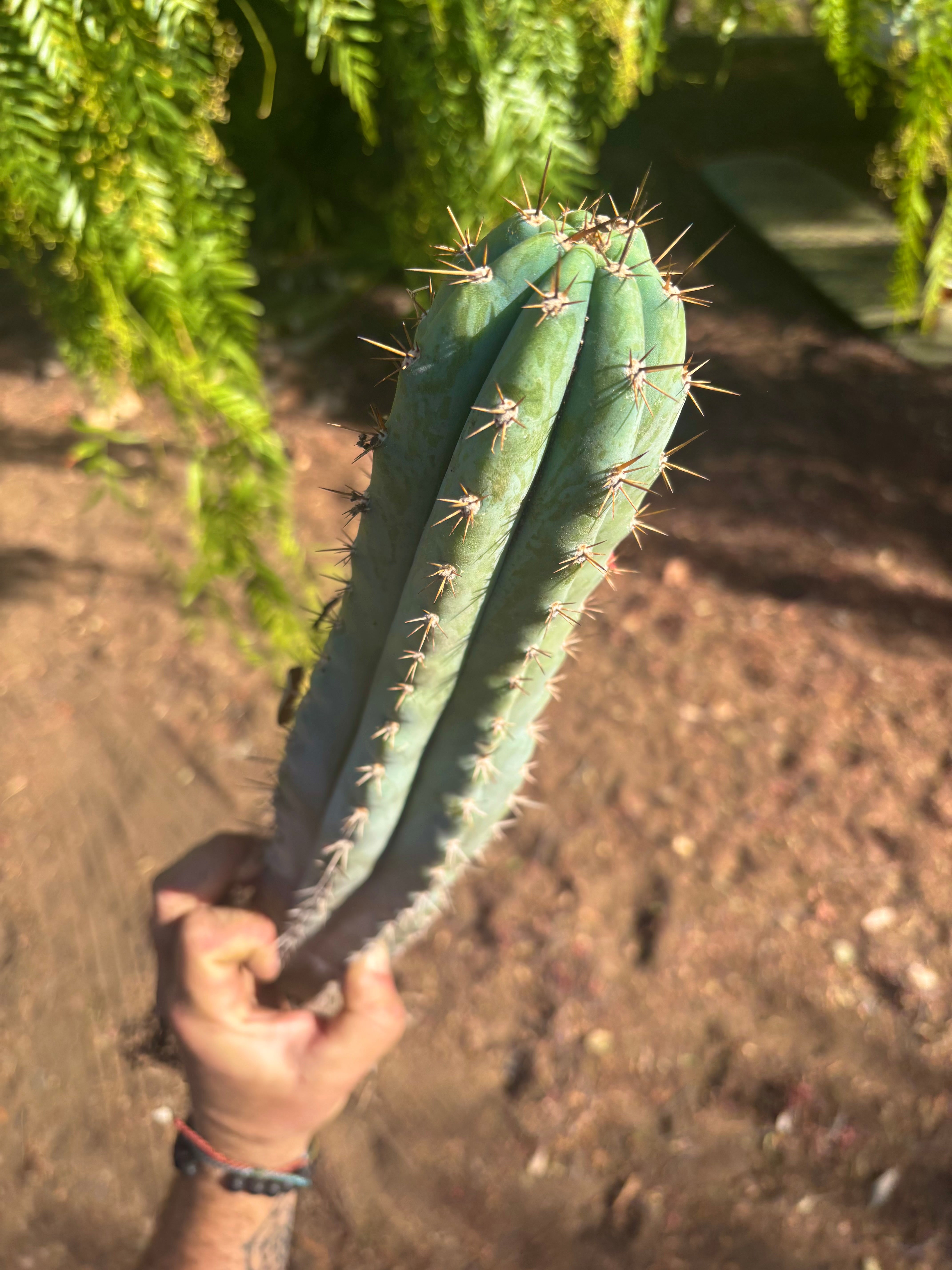 👑💎  Icaros DNA  — XL 17” Fully Rooted