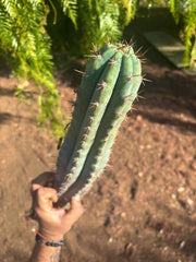 👑💎  Icaros DNA  — XL 17” Fully Rooted