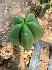 👑🌶️ Zulk — Thick 10” Tip