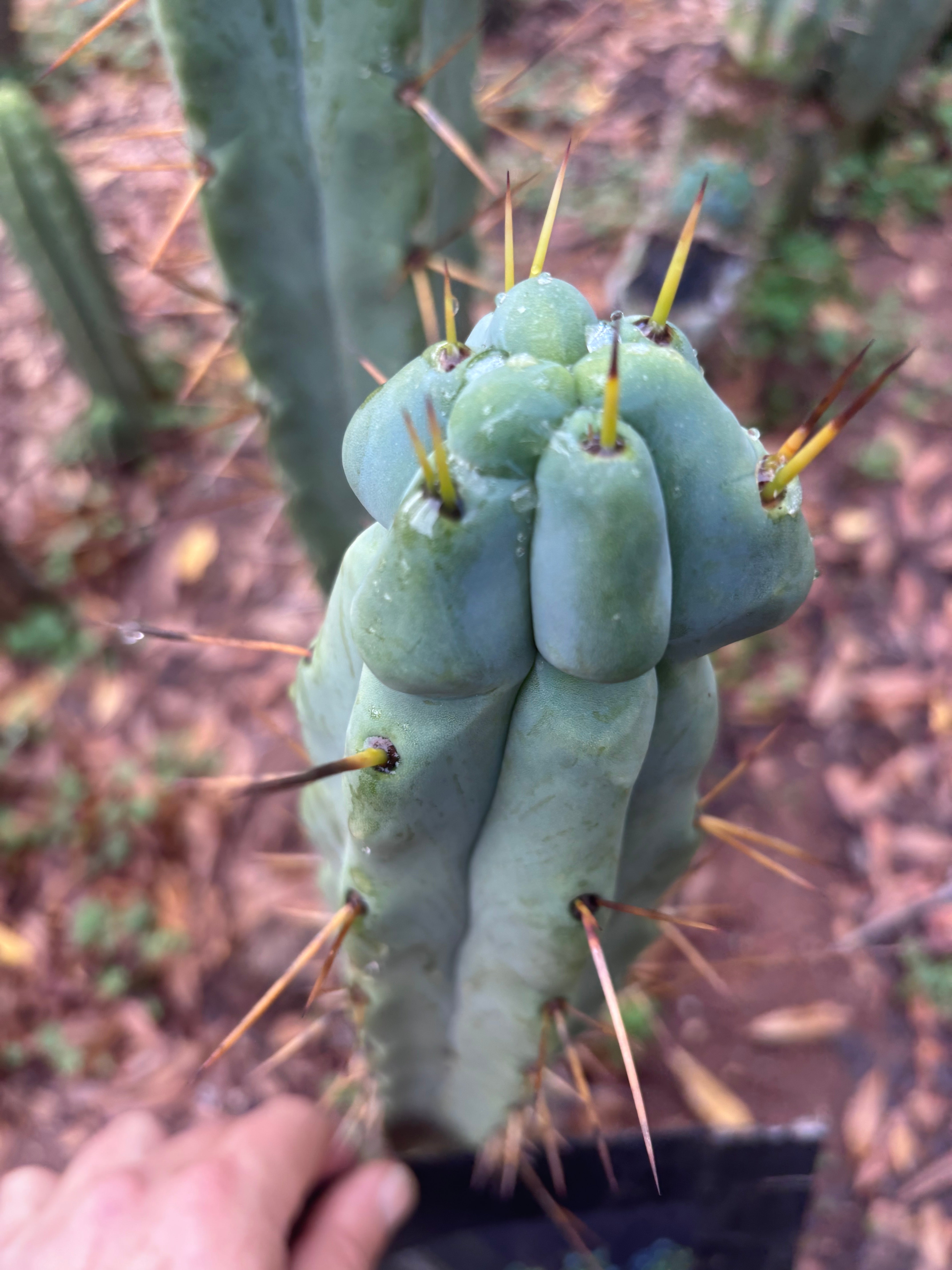 💎🌶️ Kai x Sina — Melty 10” Tip