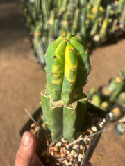 💎👑💎 VFV — Rooted Tip Graft