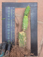👑🌶️🌶️ Dulzura — Rooted 14”
