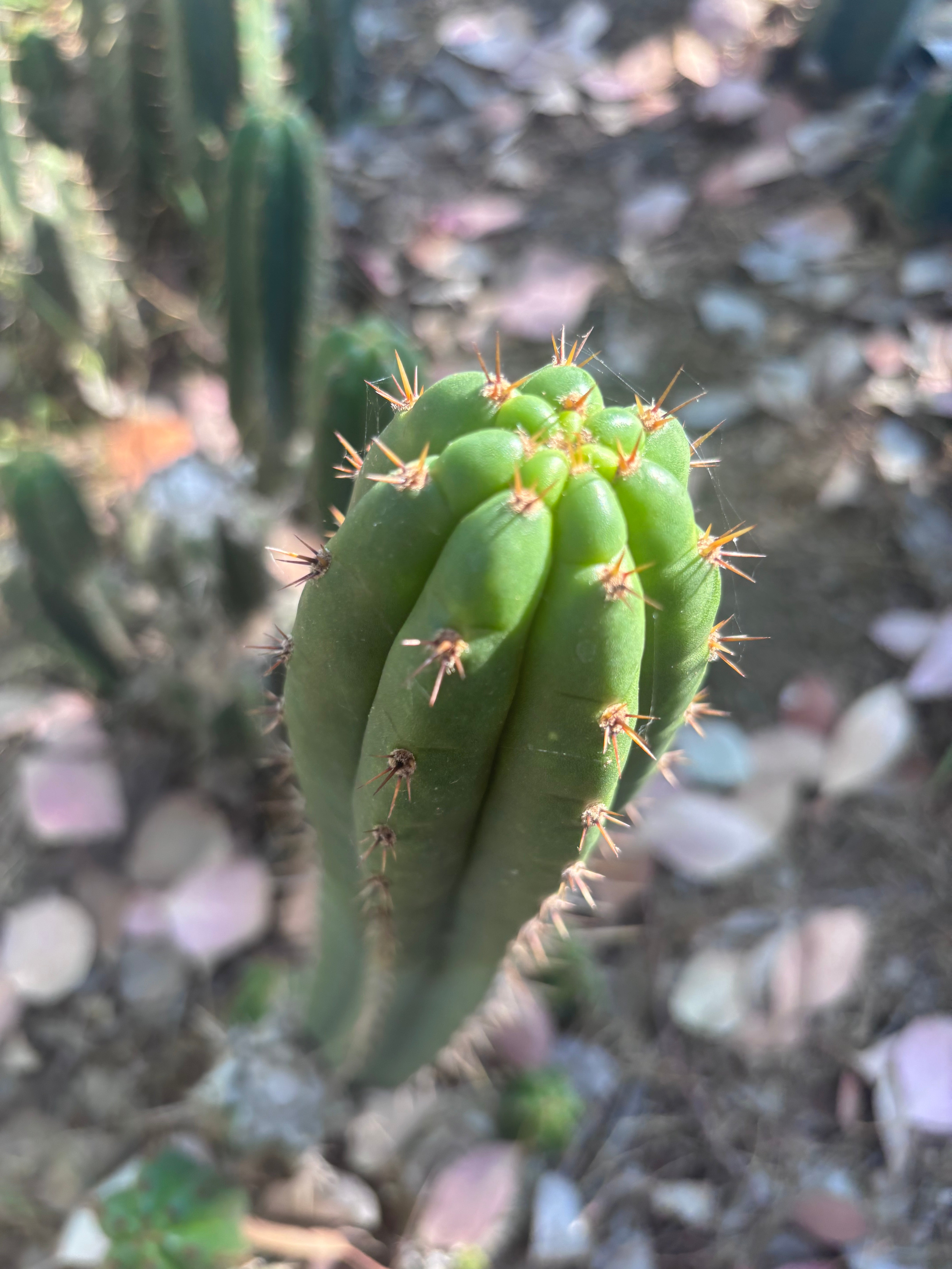 👑🌶️ Torres & Torres — 14” Pup