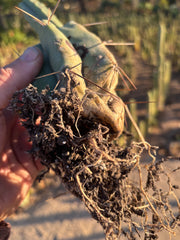 👑🌶️ B01 — Rooted Mid w/Pup