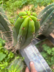 👑🌶️ DeLorean — 10” Pup