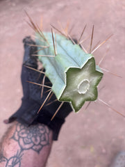 👑💎🌶️ Foolsbreath — XL FourWang 14” Tip