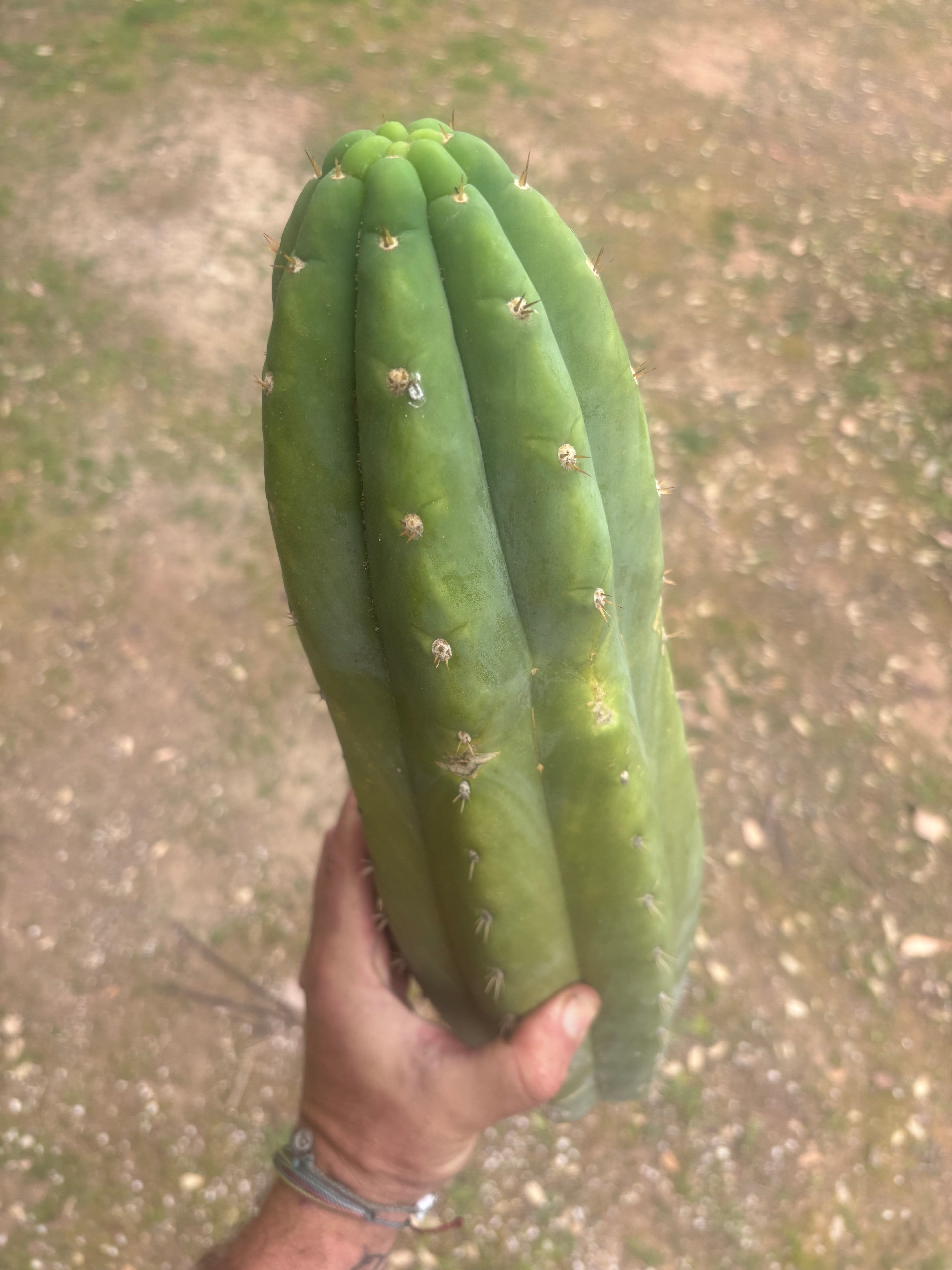 💎🌶️ JJOP — Massive 16” Magnum Tip