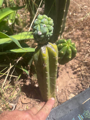 👑💎 Glorp — Rooted Graft