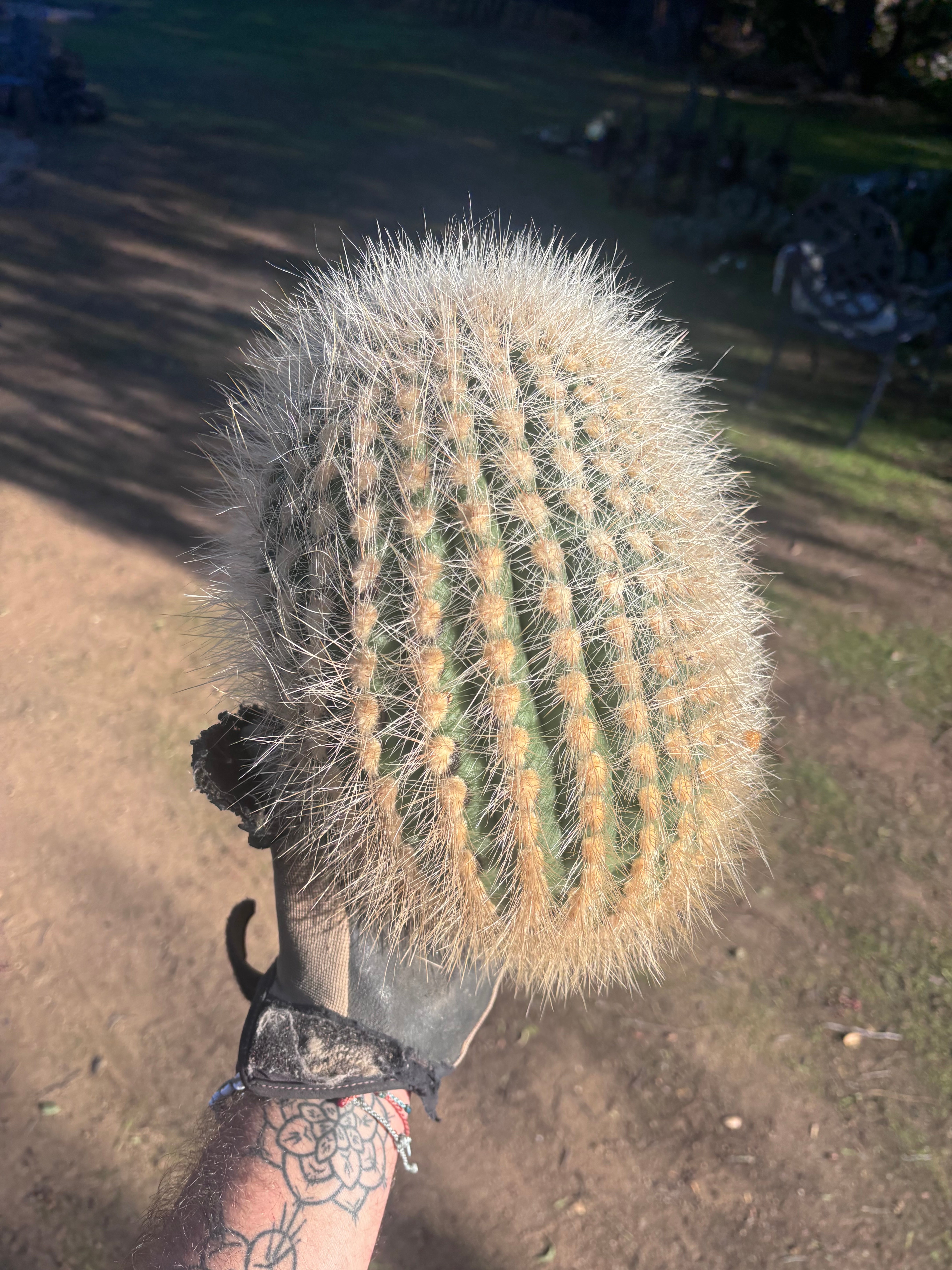 💎 T. Atacamensis — 11” x 9” Melon