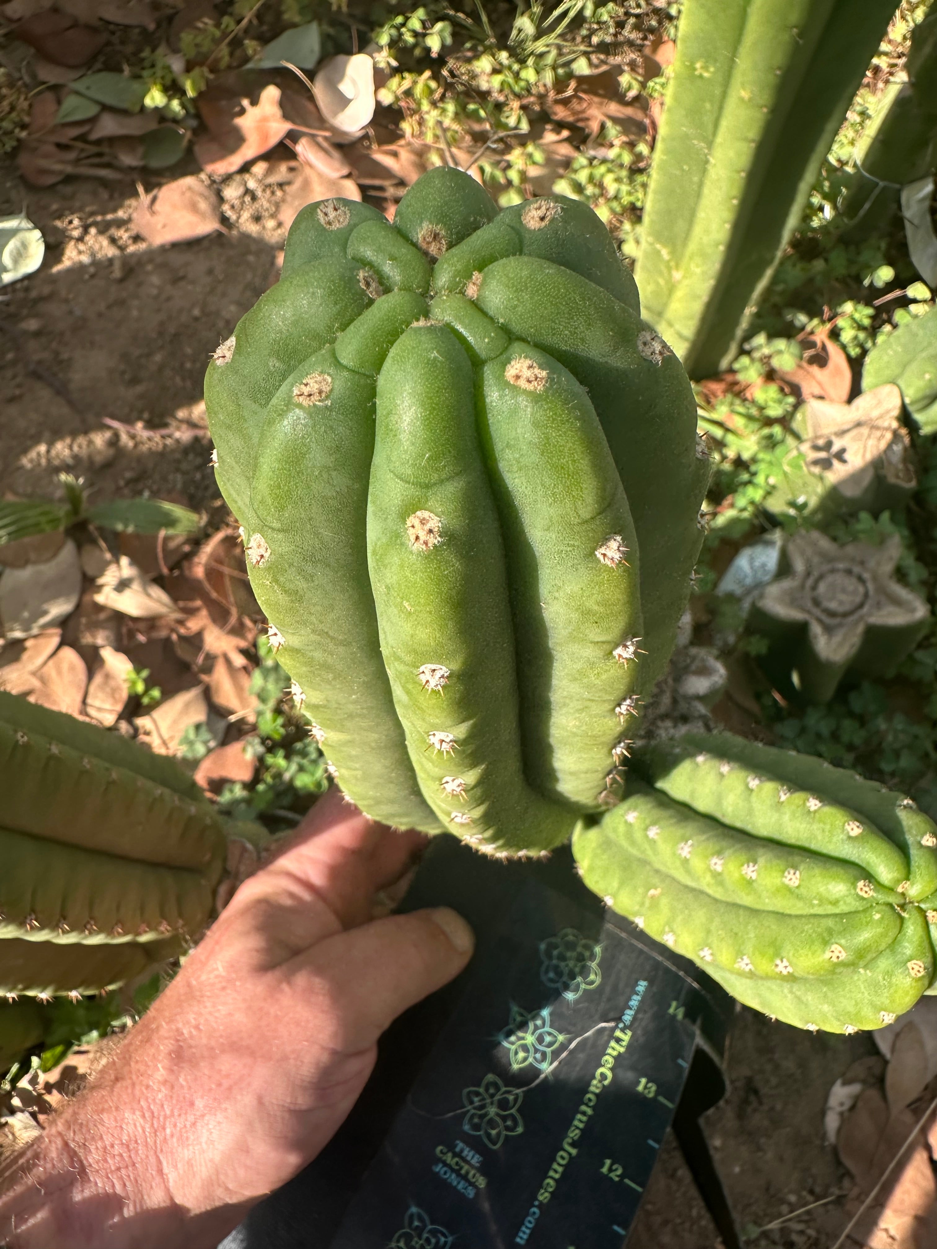 👑🌶️ The Field’s Pachanoi — Chonky 9” Pup
