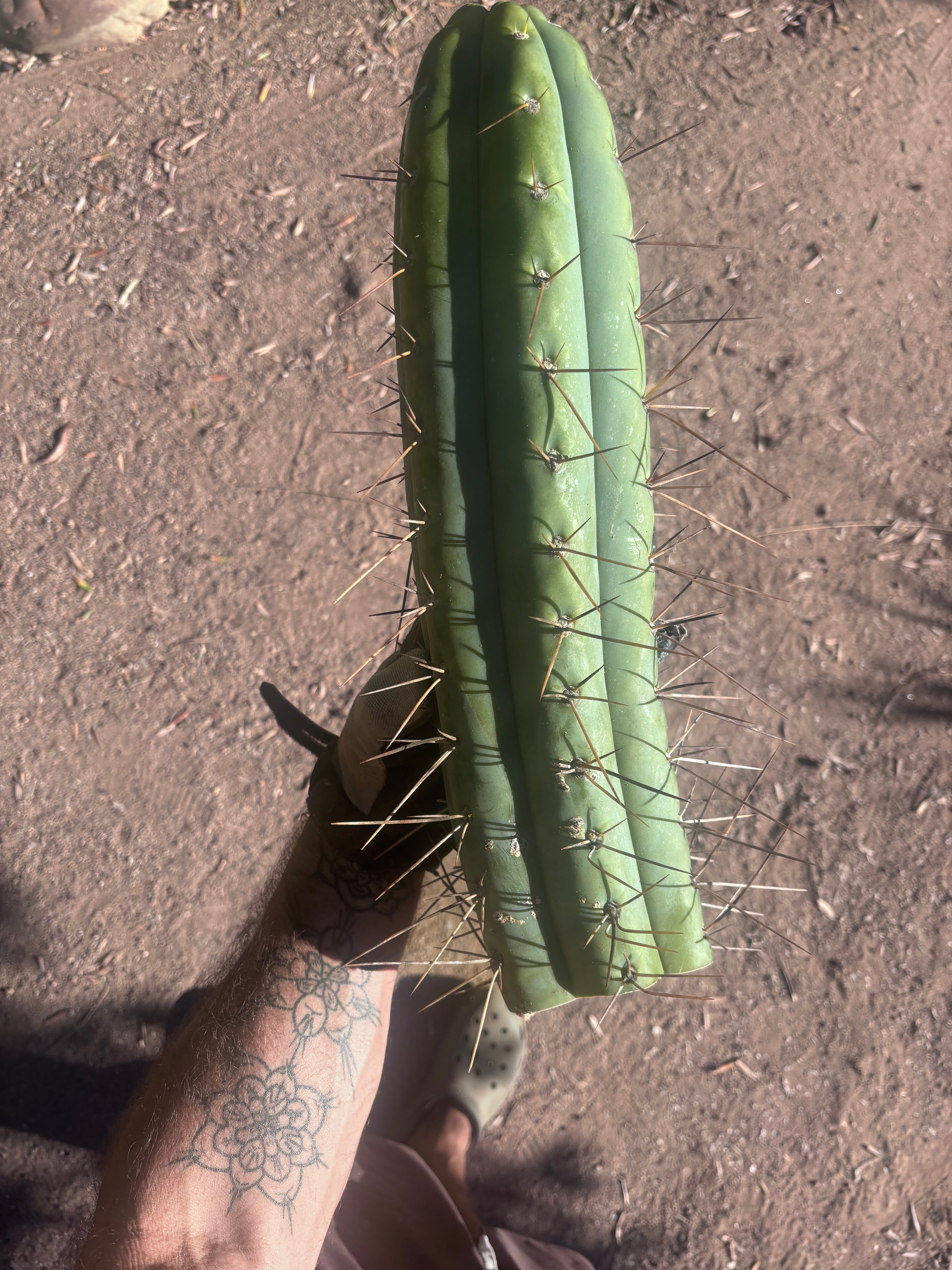 🌶️ SS02 x Kimura’s Spiny Giant  — Another Massive 16” Tip