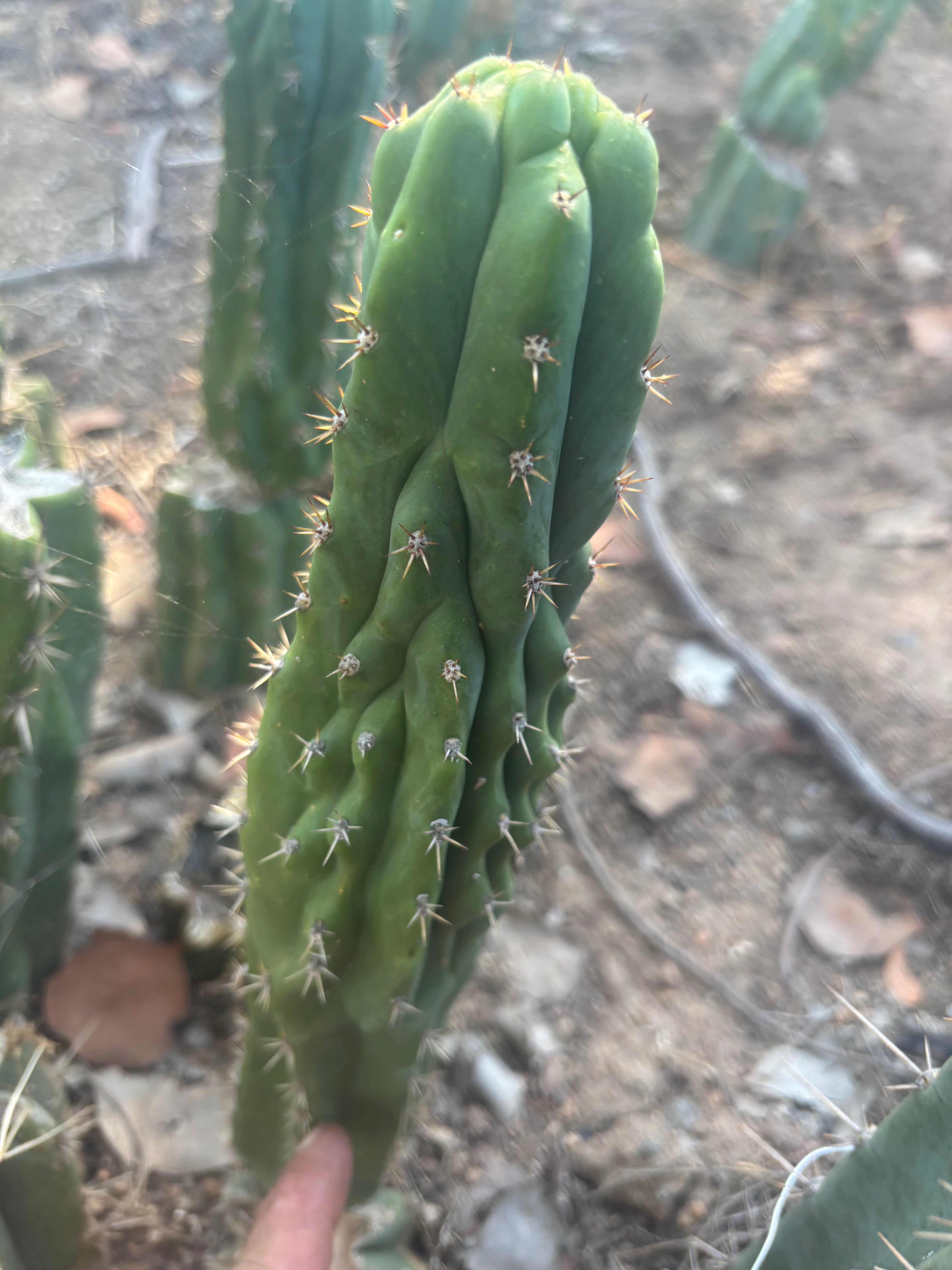 👑🐦‍⬛ RJ’s Clone — 8” Tip
