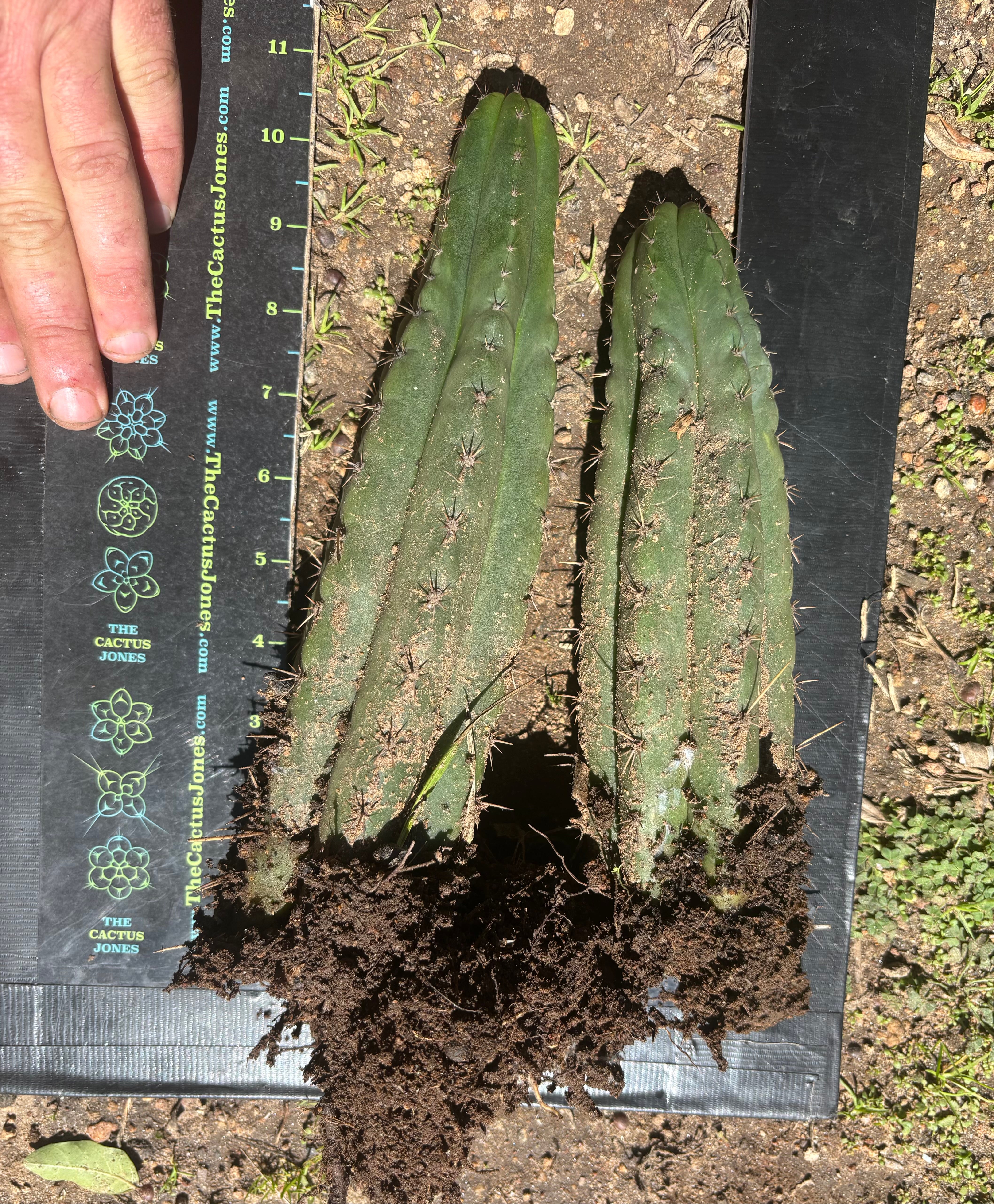 👑🌶️ Ayacucho  — Two Rooted for One Price (11” and 10”)