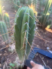 👑🌶️ Piano Man — XL 15” Pup