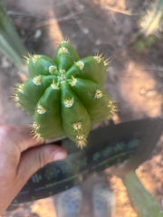 💎👑💎🌶️ CareBear — 5.5” Tip