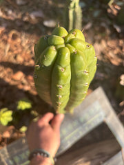 👑🌶️ Lima — XL 14” Pup