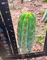 👑 Nash — 9” Grenade