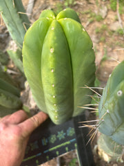 👑🌶️ Zulk Melon