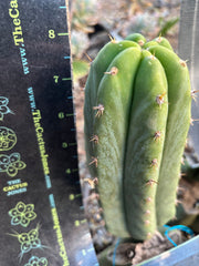 👑🌶️🌶️ Landfill — 8” Pup