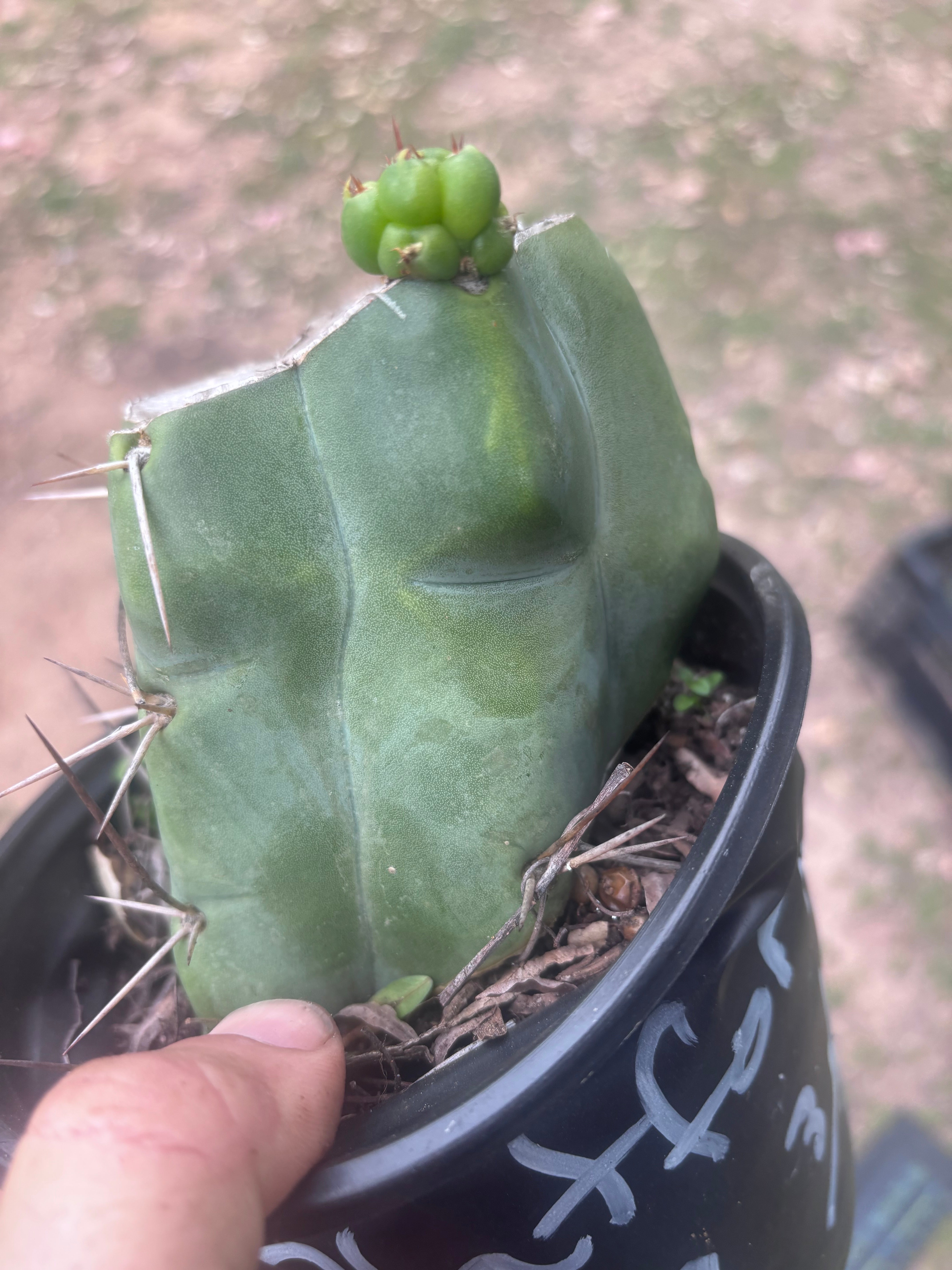 💎💎👑🌶️ Platform 9 3/4  — Rooted and Pupping Mid Chonk