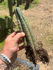 👑🌶️ Ayacucho  — Two Rooted for One Price (11” and 10”)