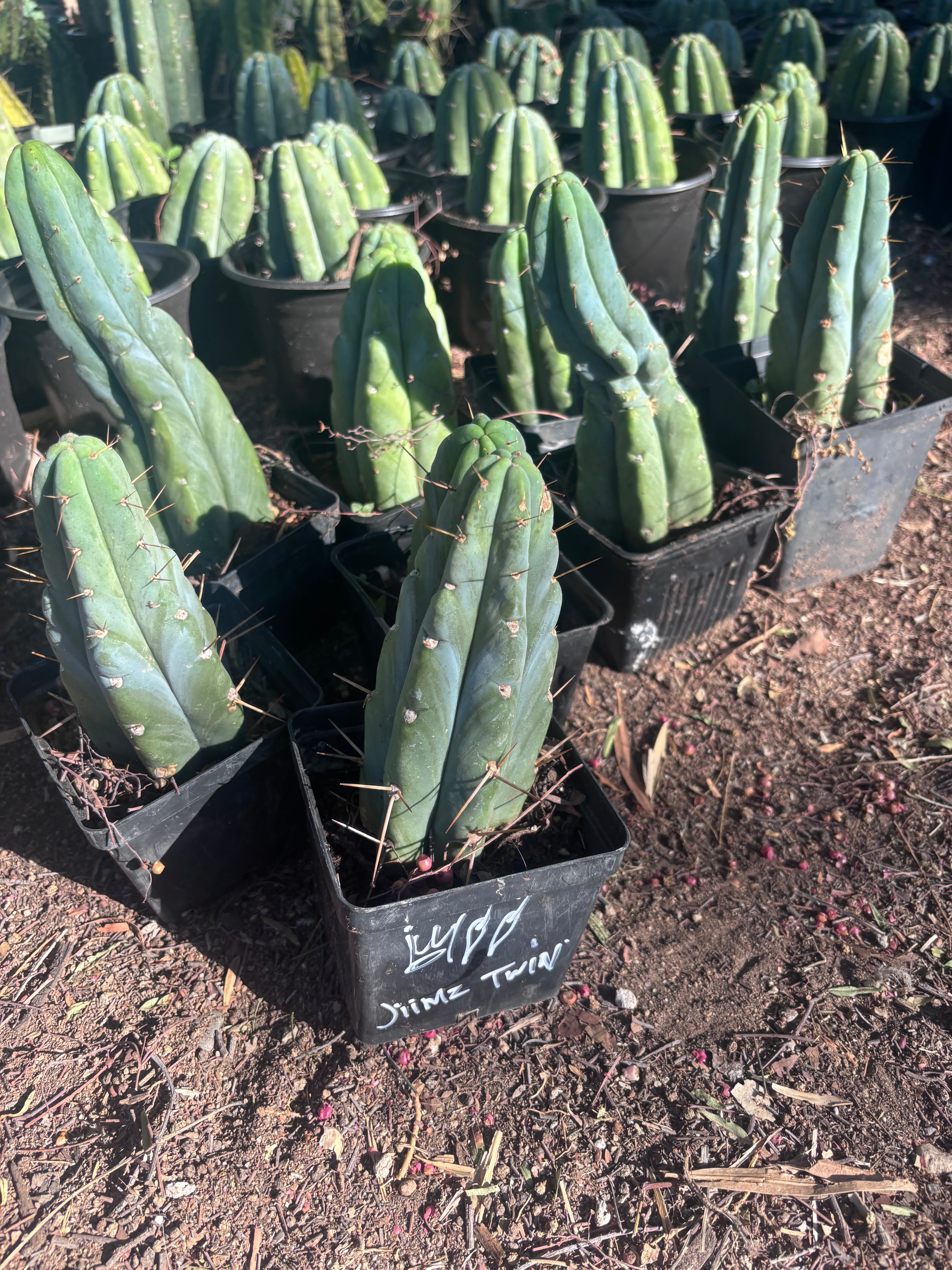 👑🌶️🌶️ Jiimz Twin Spine — Rooted Tips