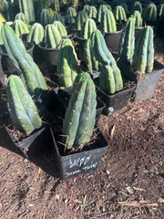 👑🌶️🌶️ Jiimz Twin Spine — Rooted Tips