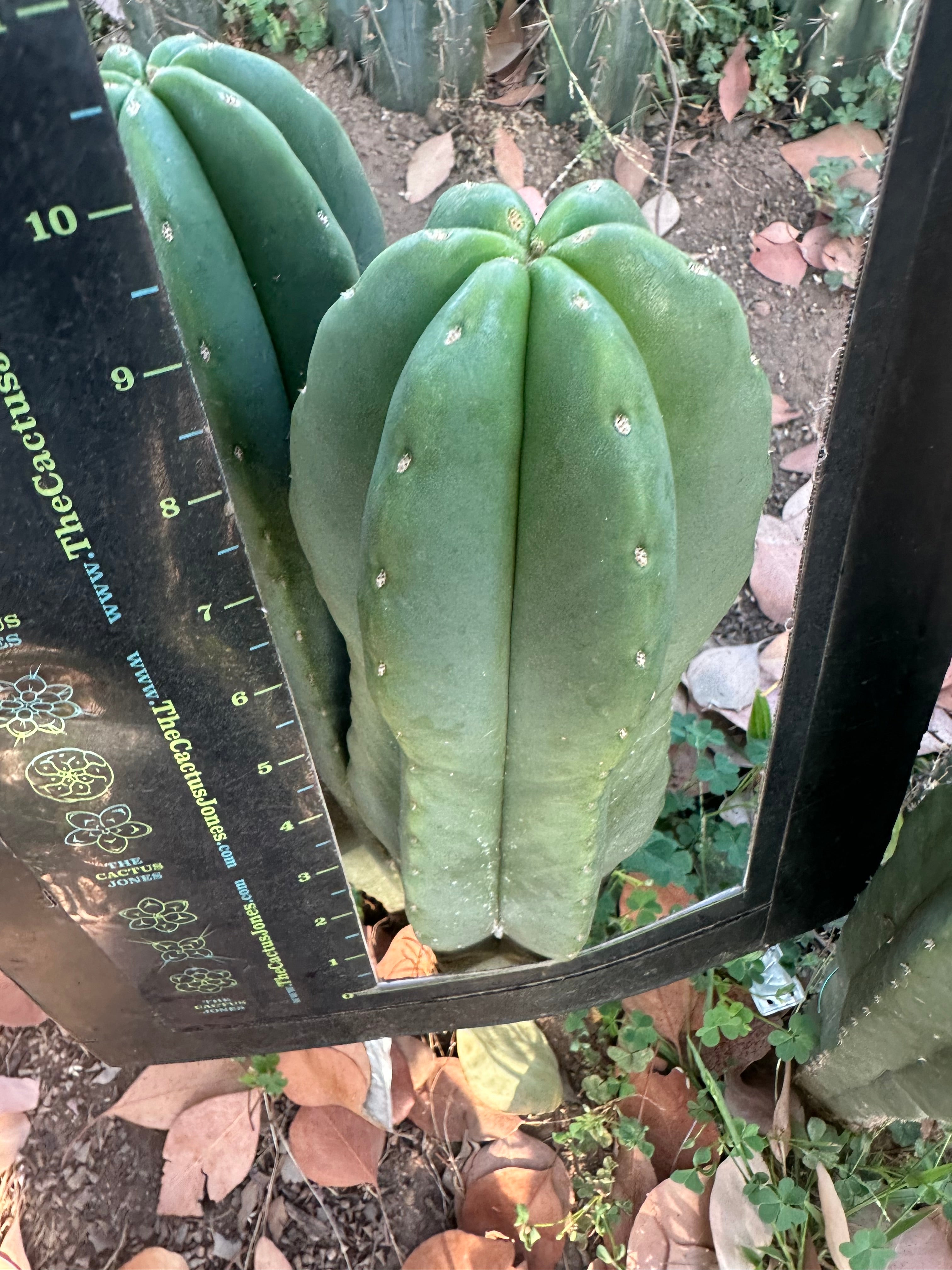 💎👑 Dr.G — Beefy 10” Tip