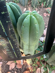 💎👑 Dr.G — Beefy 10” Tip