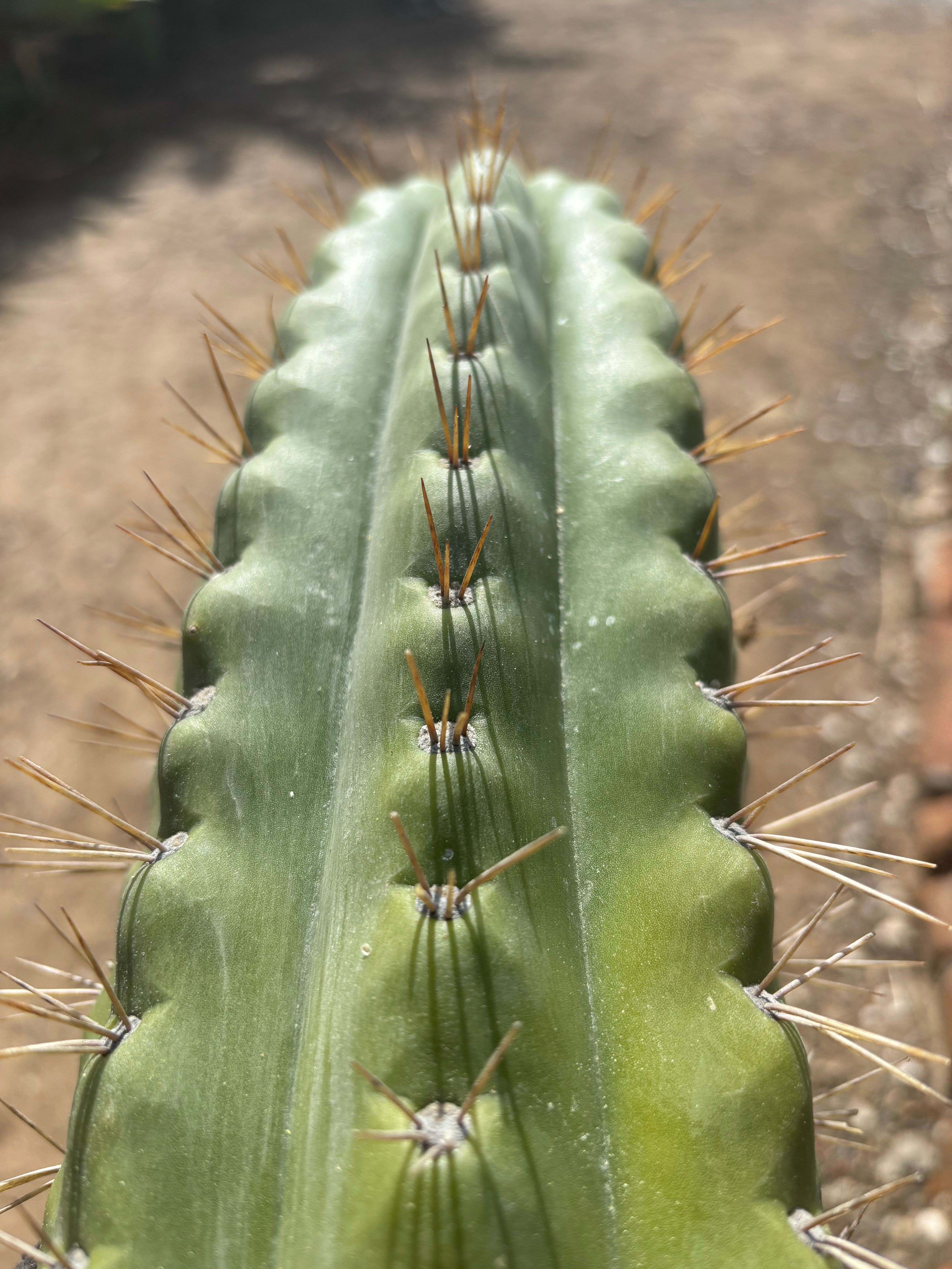 🌶️ SS02 x Kimura’s Spiny Giant   — XL 14” Pup