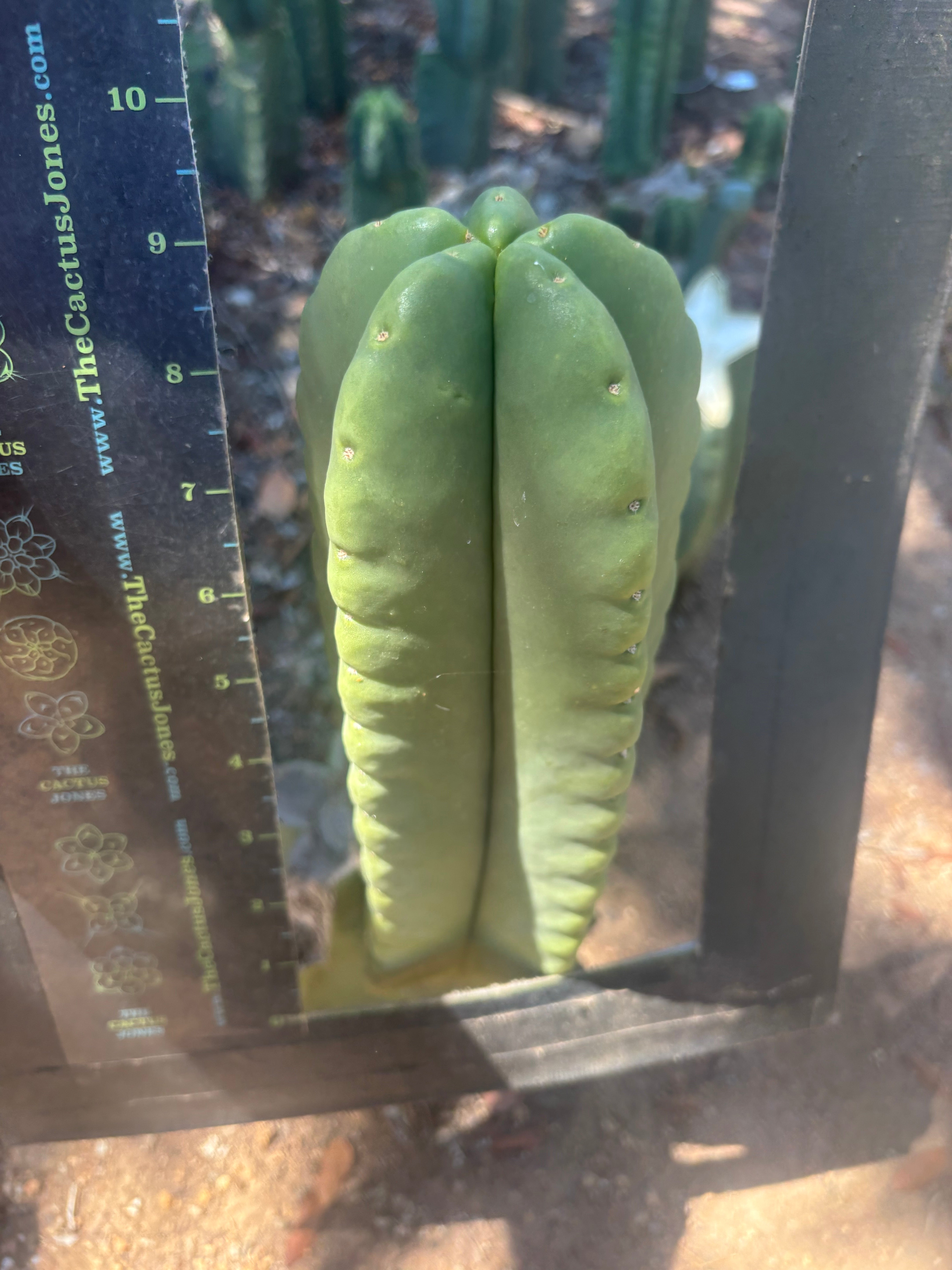 💎👑🌶️ Ferah — Another Chonky 9” Tip