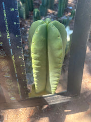 💎👑🌶️ Ferah — Another Chonky 9” Tip