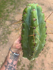 💎🌶️🌶️ NOM — Beefy 12” Tip