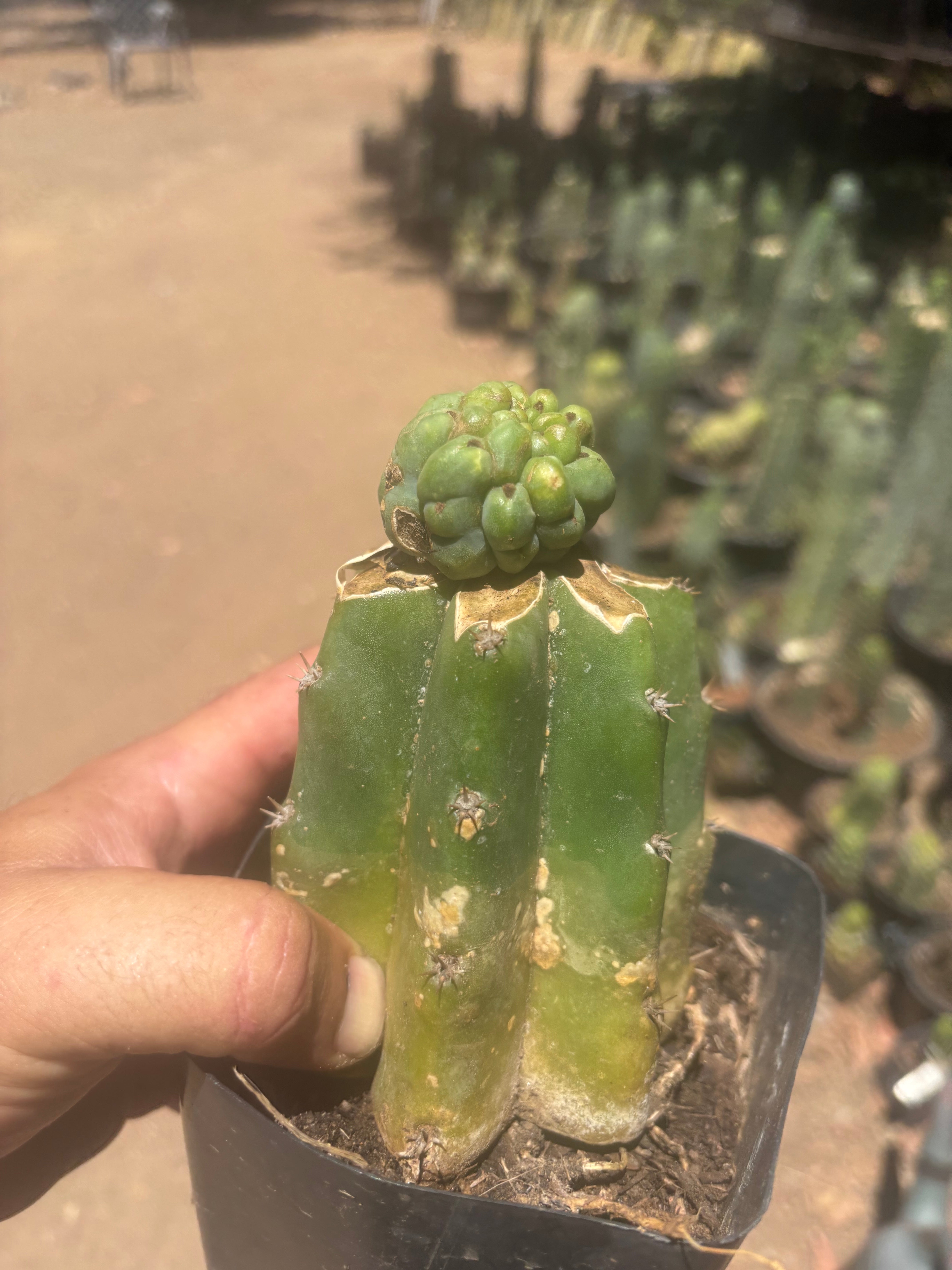 💎👑💎 Havran — Pup Graft on Rooted PC